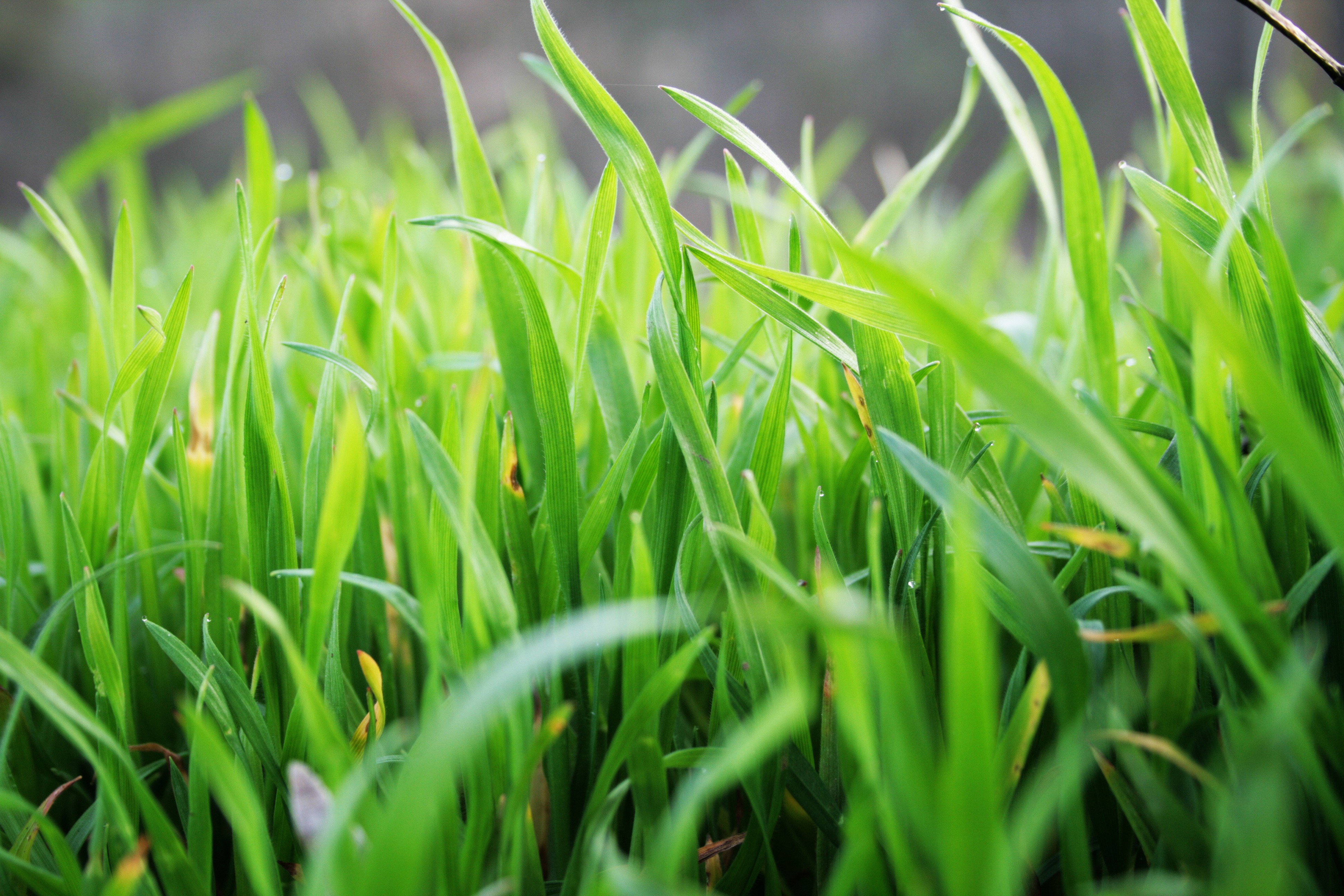 Winter preparation for lawns