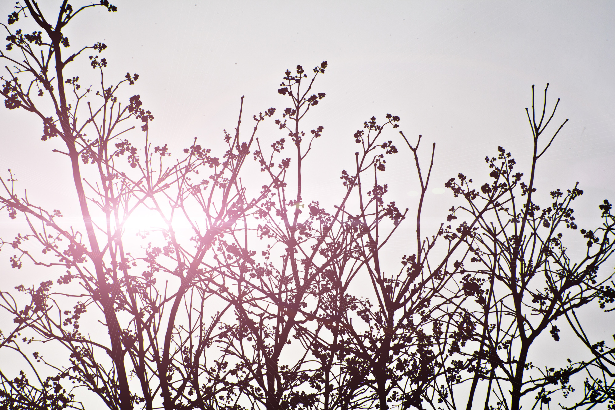 Great time to add trees and shrubs to landscape
