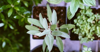 Raising Herbs