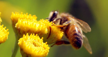 Honey Bee Swarms