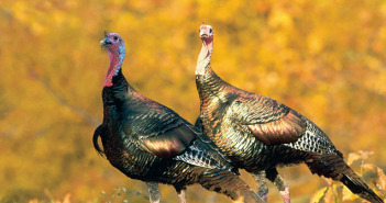 TPW Commission Adopts Turkey Hunting Regulation Changes
