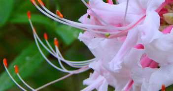 Colorful Blooms Decorate Texas State Parks