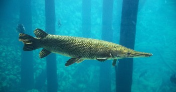 TPWD Announces Temporary Prohibition on Alligator Gar Fishing