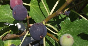 Growing East Texas Figs
