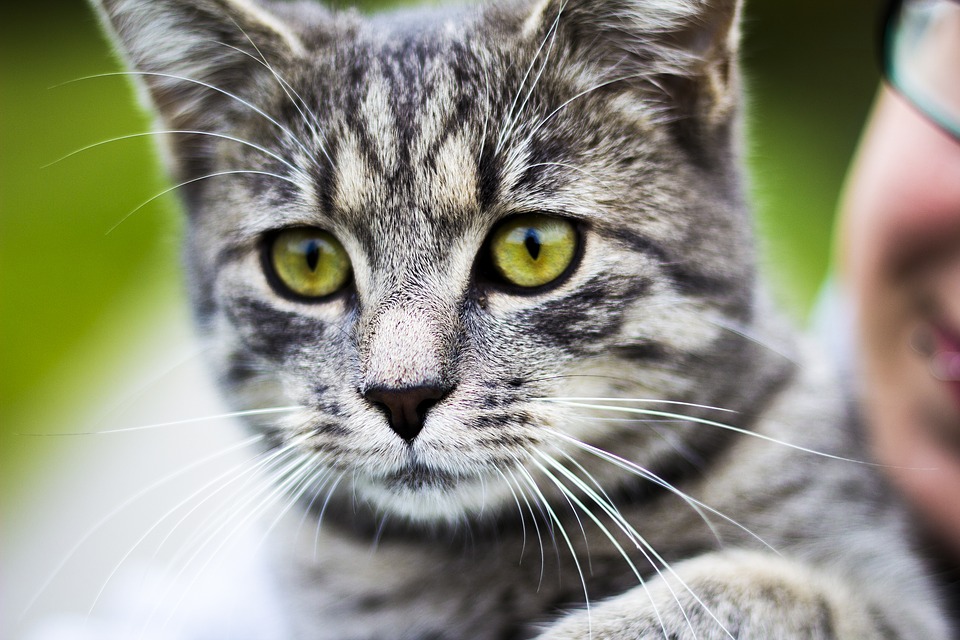 Take Action Now To Prevent Cat Scratch Disease Doctor TV Channel