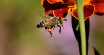 The Buzz on the Bees