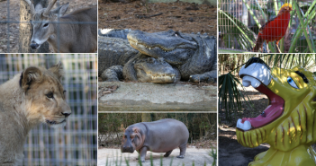 My Trip to the Zoo