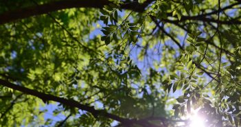 Arbor Day Foundation Names Lufkin Tree City USA for 27th Year