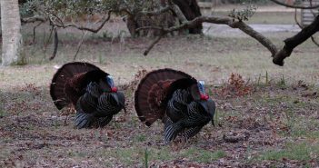 Spring Turkey Seasons Opens Soon