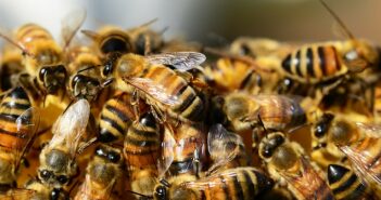 Understanding Honey Bees