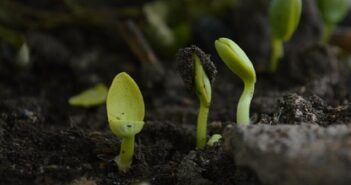 Try This Little Known Tip Now To Create A Better Vegetable Garden Next Year
