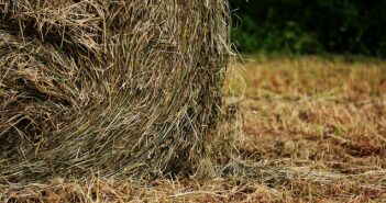 New Insect Affecting Bermuda Grass Hay Meadows And Pastures