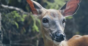 Wildlife Seminar set for Friday Aug 18
