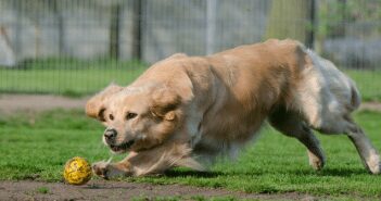 Nacogdoches Animal Shelter “Adopts” New Operating Hours