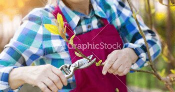 Is It Time To Prune Those Trees?