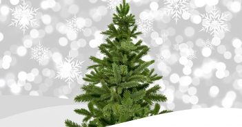 Choosing a Christmas Tree