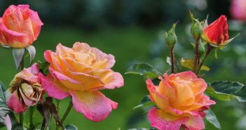 Planning a year-round garden