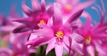 Christmas Cactus
