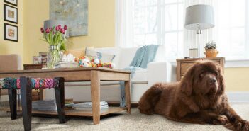 Pet Owners: Tips to Maintain a Beautiful Home