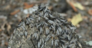 Termite Swarms Sighted