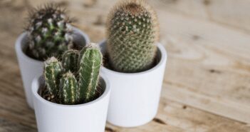 Inspiration and Ideas for Summer Gardening and Home Improvement
