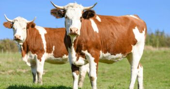 Summer Annual forages for Cattle