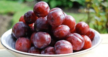 Growing Plums