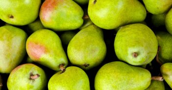 Growing Pears