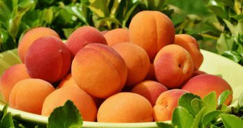 Growing Peaches