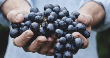 Muscadines and Other Native Grapes