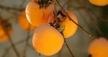 Persimmons