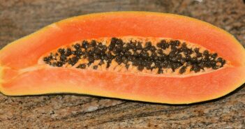 Growing Pawpaws