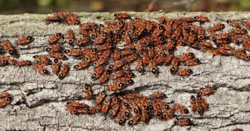 Chinch bugs