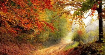 Landscaping in the Fall