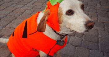 Celebrating Halloween Safely With Dogs