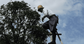 Pruning Trees and Shrubs