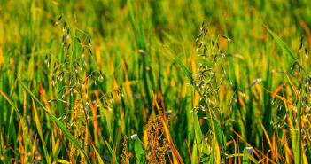 Identifying Johnson Grass and Worrying About Prussic Acid