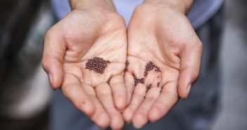 Seed 101 / Understanding seed