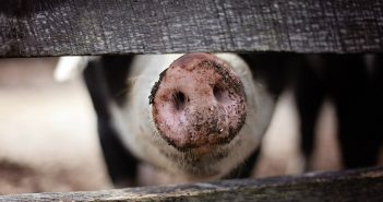 Jentrie Eldridge Carries on Family Tradition with Hogs at the Angelina County Fair