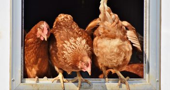 Brodie Oliver raising broilers and competing at the Angelina County Fair