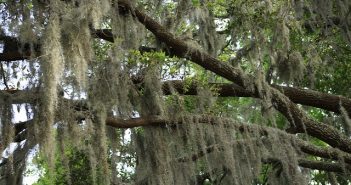 Spanish Moss