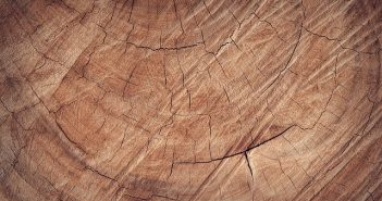 Saving an Old Oak