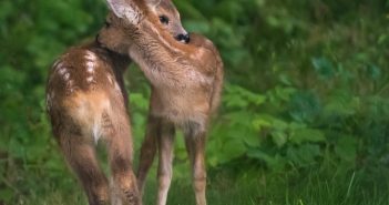 Keeping Deer Away from Your Landscape