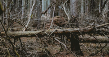 Dealing with a dead tree