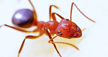 Tackle Fire Ants in the Fall