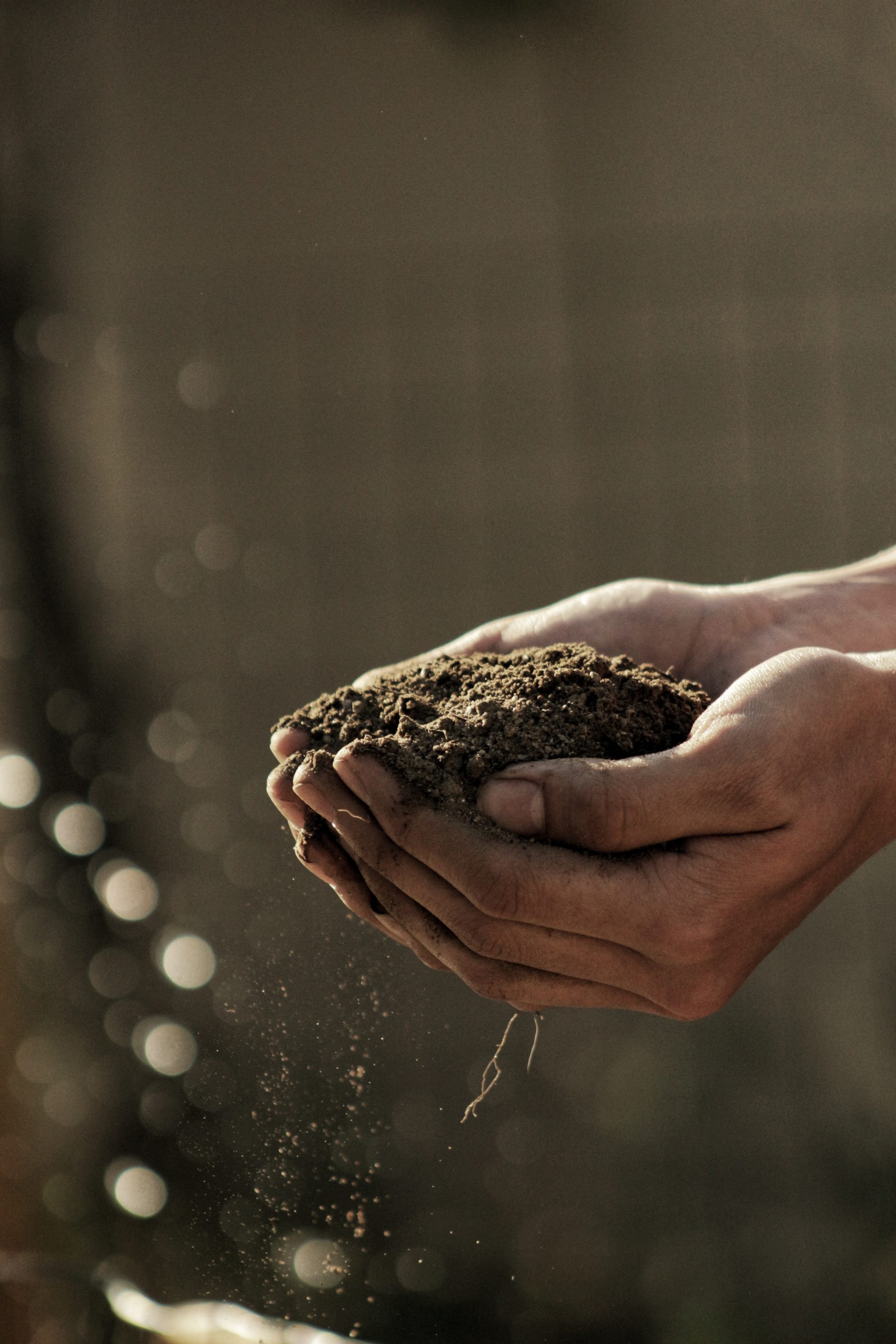 Managing Your Garden’s Soil Managing Your Garden’s Soil