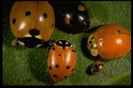 Different types of ladybugs. Contributed photo.