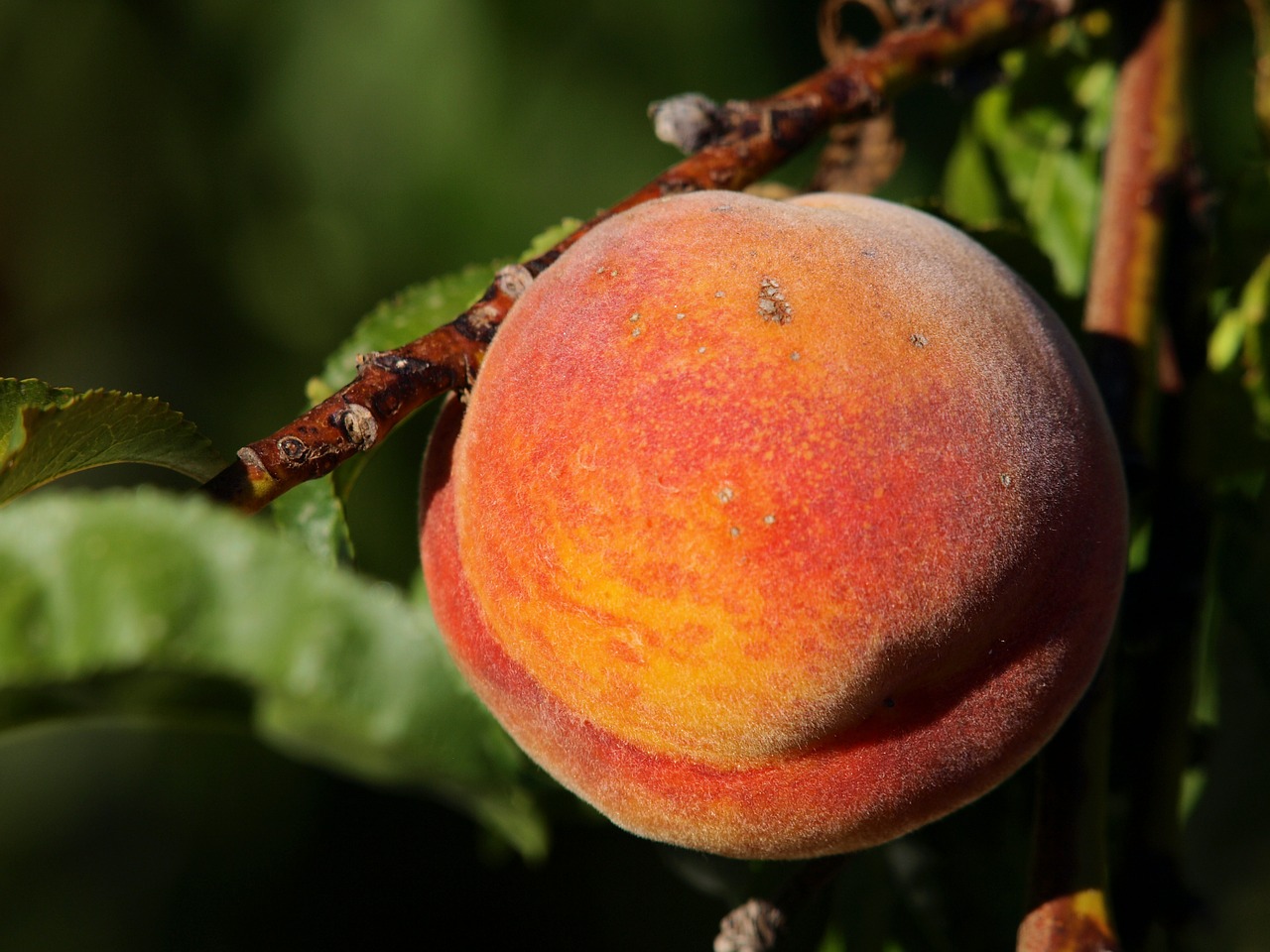 Tips for Growing Backyard Peaches Texas Forest Country Living