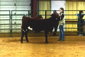 Brook Johnson showing a Shorthorn heifer at the East Texas State Fair 2015 Livestock Show. Photo: Cary Sims, County Extension Agent)