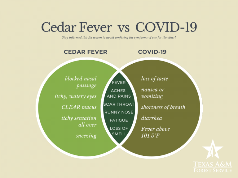 Cedar Fever Explained Texas Forest Country Living